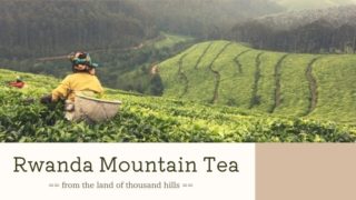 ルワンダは紅茶の名産地｜紅茶農園見学へ行ってきた！