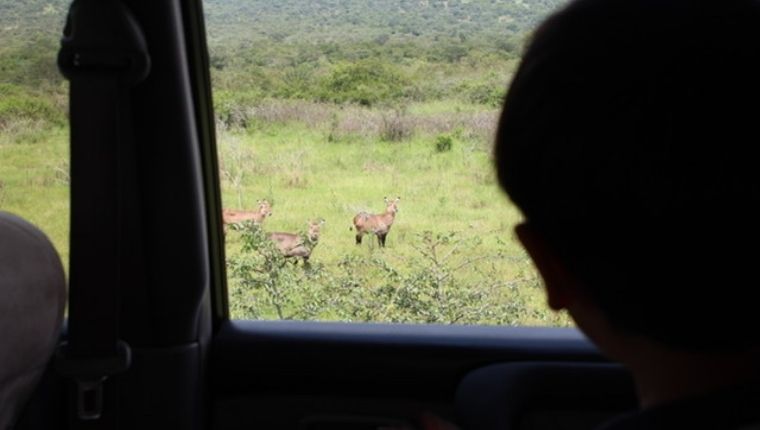 ルワンダの国立公園！Akagera National Park
