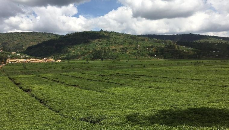 ルワンダの定番紅茶であるSorwathe Tea